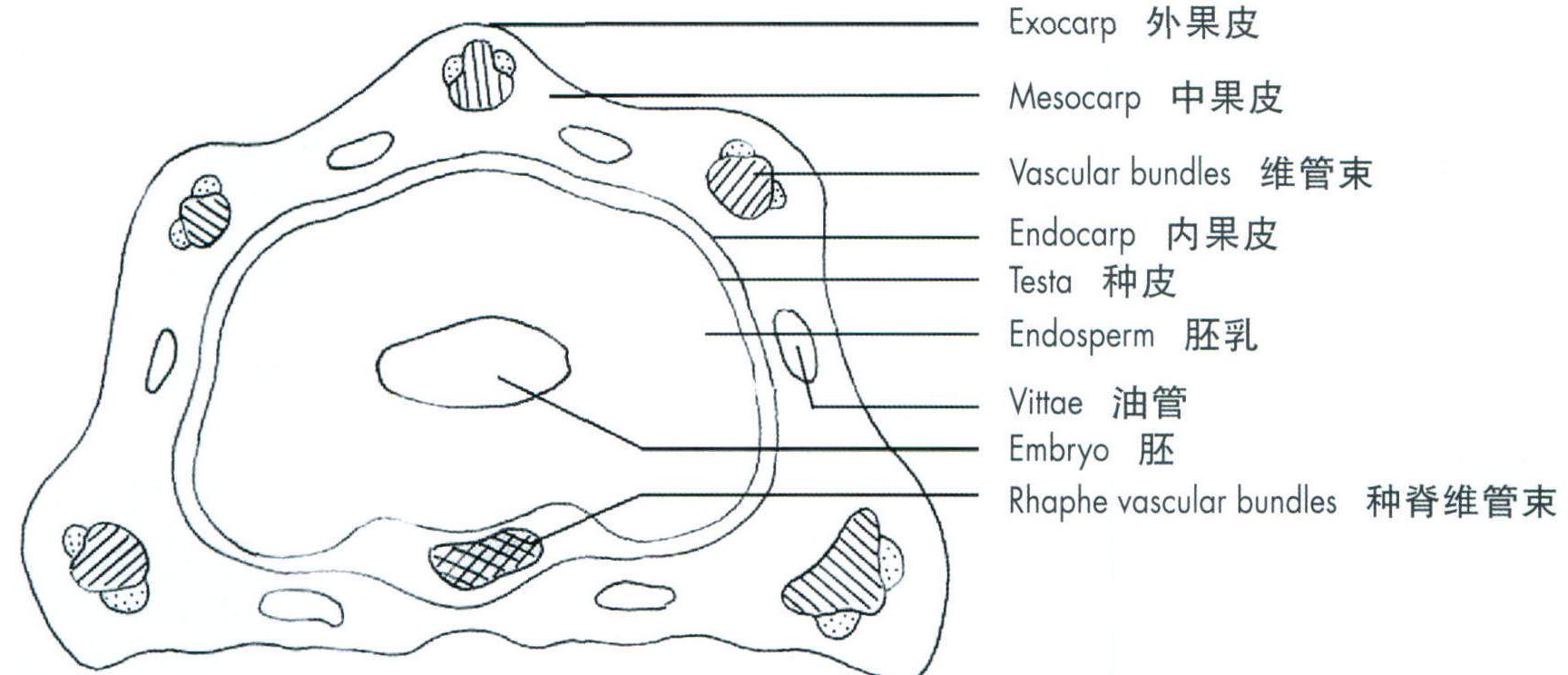 Fructus Foeniculi